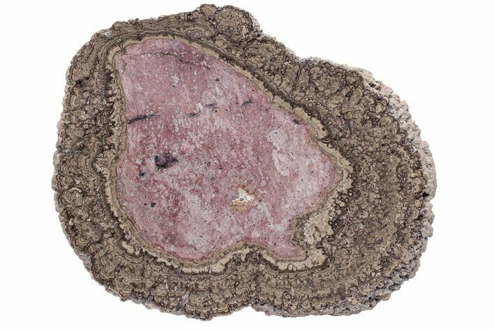 Polished, Cretaceous, Oncolite Stromatolite Fossil - Mexico #231389